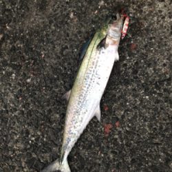 また青物復活か