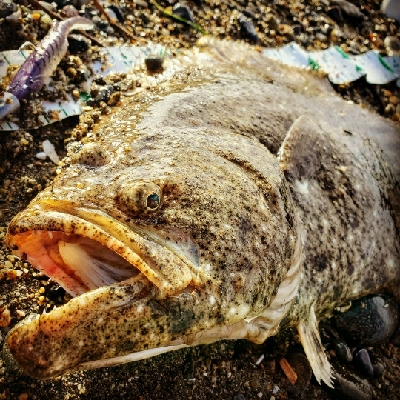 人生初ヒラメフィッシュ！！！！