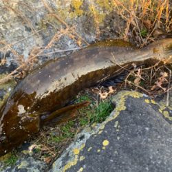 ロックシーズン開幕！