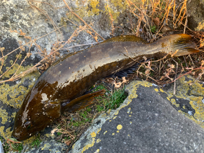 ロックシーズン開幕！