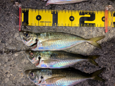 尺アジはなかなか釣れない