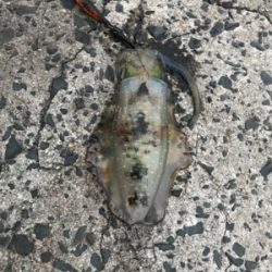 渋くなりました！