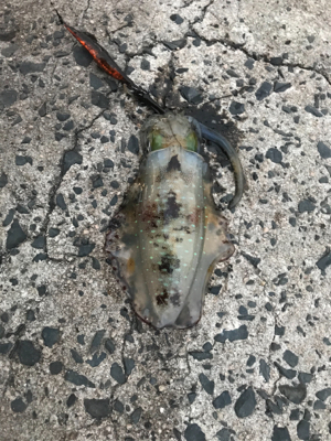 渋くなりました！