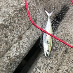 サゴシカッター