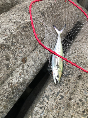 サゴシカッター