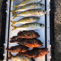 今年のアジは渋いんかなぁ。イワシは乱舞してましたw