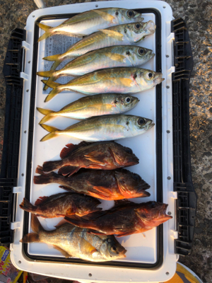 今年のアジは渋いんかなぁ。イワシは乱舞して…