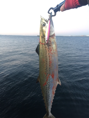 ポーアイ沖堤防