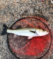 エビ撒き釣りでハネとアジ