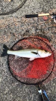 エビ撒き釣りでハネとアジ