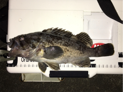 種市で釣りキャンプ