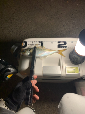 ベイトアジングの道⑫極寒