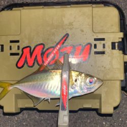 良型狙いが、豆狩りに