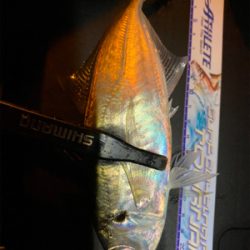 その時釣れる魚を釣る