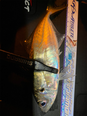 その時釣れる魚を釣る