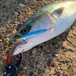 早朝のショアジギング