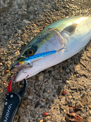 早朝のショアジギング