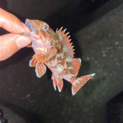 またまたアジング練習！！