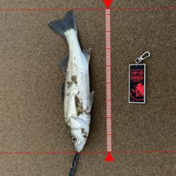 サーフシーバス終盤