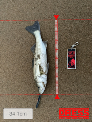 サーフシーバス終盤