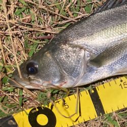 シーバスフィッシング