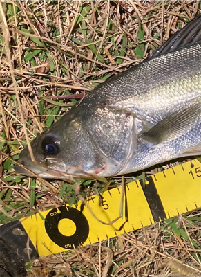 シーバスフィッシング