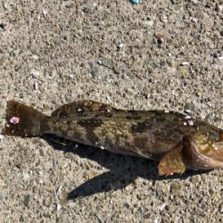 キス狙いで五目釣り