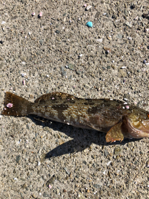 キス狙いで五目釣り