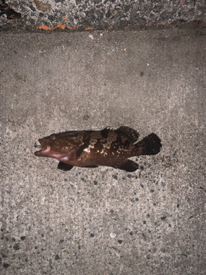 親父たちの釣行　ヒイカ調査のはずが・・・編…