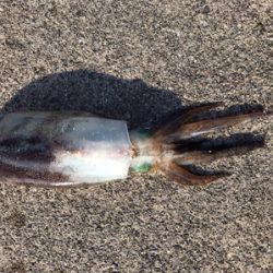 初めてヤエンでゲット！！