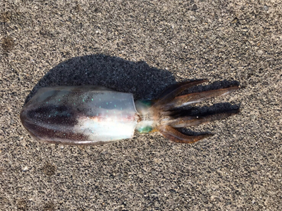 初めてヤエンでゲット！！