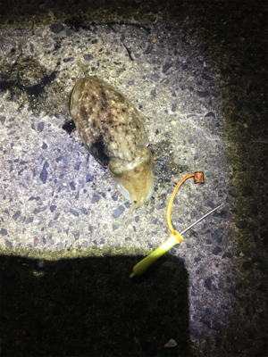 こうちゃんとチンタ