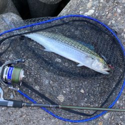 狙いはサゴシ！！