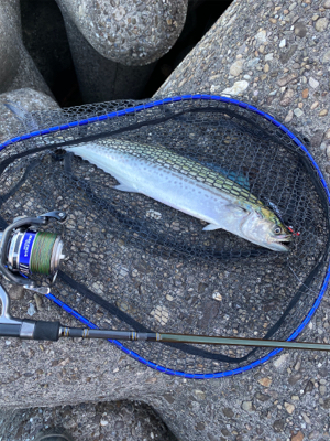 狙いはサゴシ！！