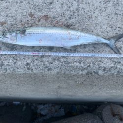 ショアジギング