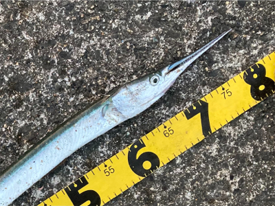 ルアーフィッシング