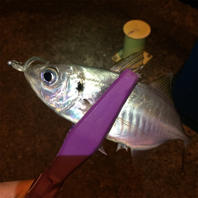 大阪湾奥アジング 中アジの回遊