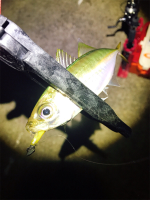 まぁまぁアジング