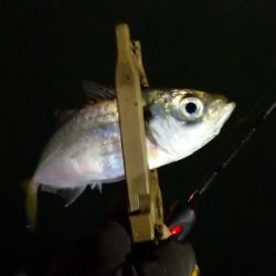 アジング練習 213