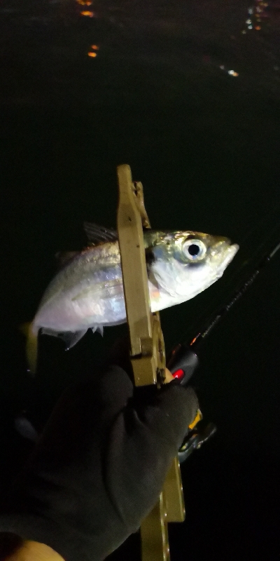 アジング練習 213