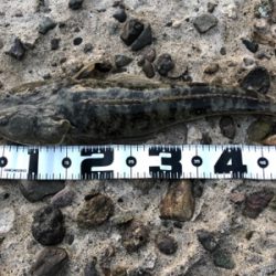 フラットフィッシュに挑戦