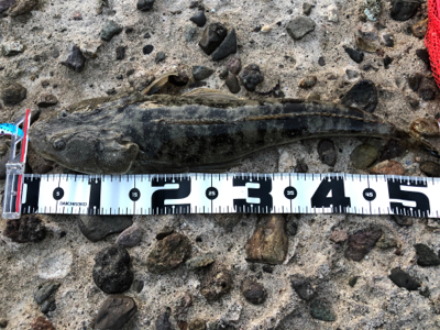 フラットフィッシュに挑戦