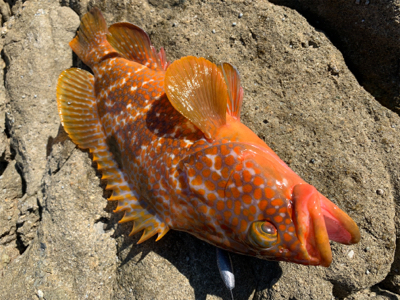 40upキジハタゲット！