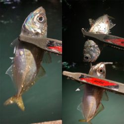 関門のマメアジ