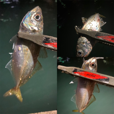 関門のマメアジ