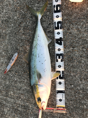 またしても日没直前に