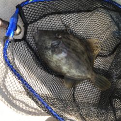 全集中、五目釣りの呼吸。