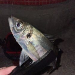 夜中〜まずめアジング