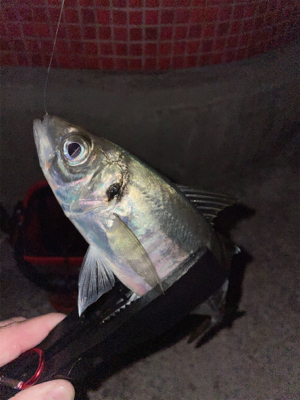 夜中〜まずめアジング