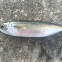 サバ、アジ、そして‥